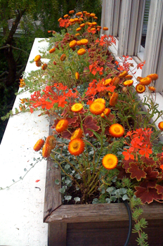 orange flowers